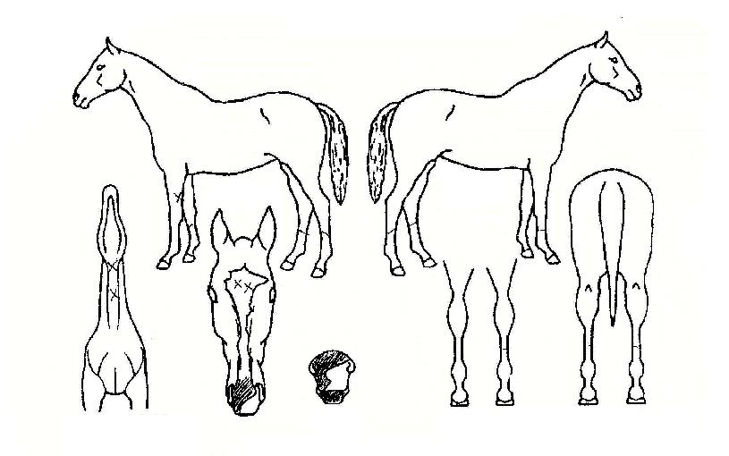 �����̵�����������ڸ��� ����,���,�޸�,�λ�,�ٸ��� Ư¡����