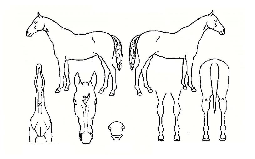 À̺¥Æ®ÄýÀÇ Ãø¸é,¿ì¸é,µÞ¸é,µÎ»ó,´Ù¸®ÀÇ Æ¯Â¡µµÇØ