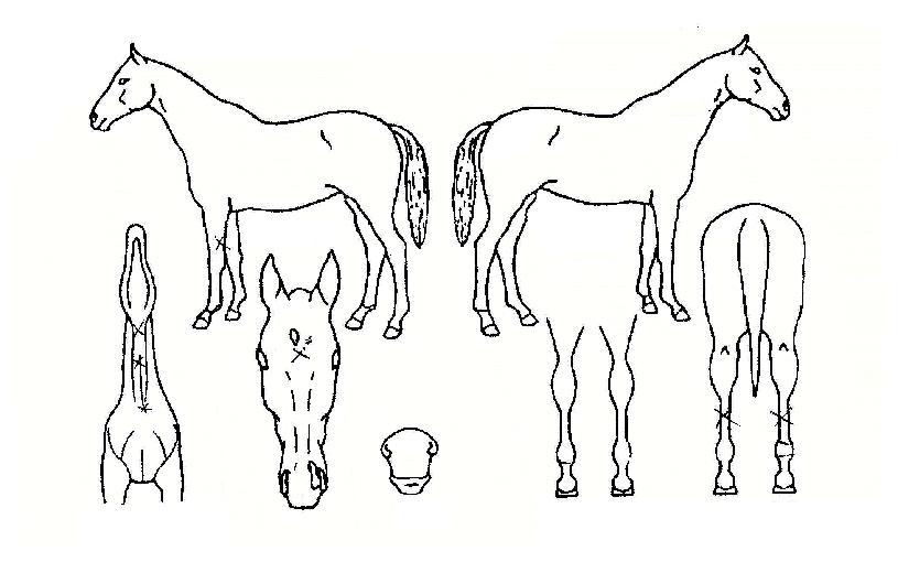 ��Ŭ������ ����,���,�޸�,�λ�,�ٸ��� Ư¡����