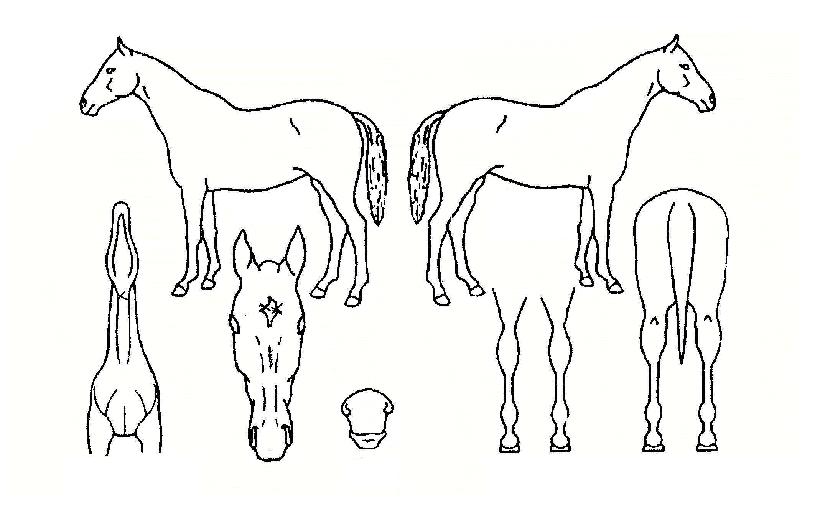 �ݾ�è���� ����,���,�޸�,�λ�,�ٸ��� Ư¡����