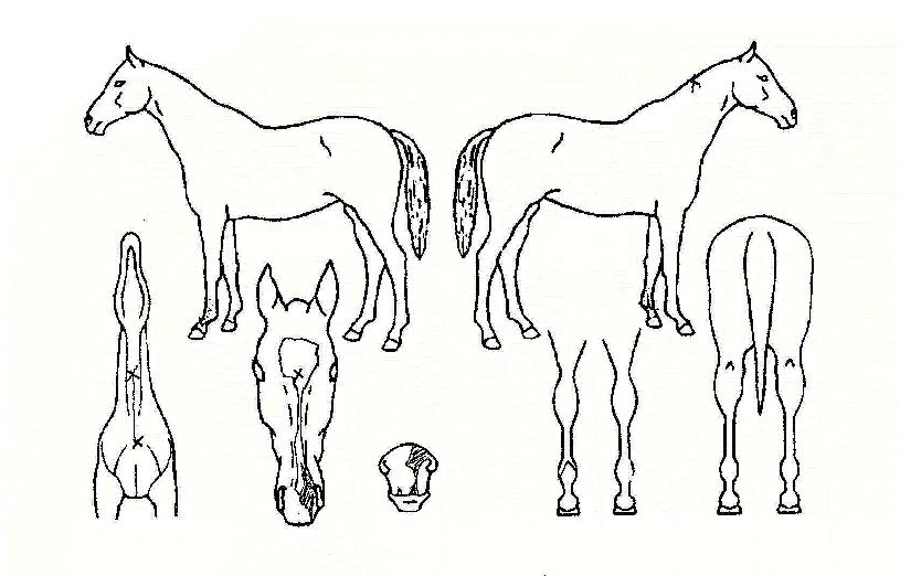 �������� ����,���,�޸�,�λ�,�ٸ��� Ư¡����