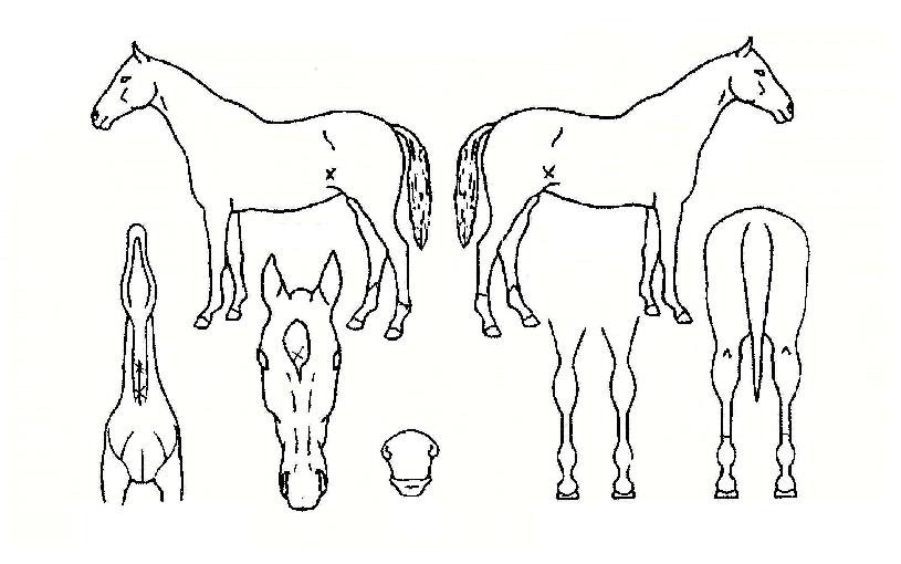 º¸Çì¹Ì¾È·¯ºêÀÇ Ãø¸é,¿ì¸é,µÞ¸é,µÎ»ó,´Ù¸®ÀÇ Æ¯Â¡µµÇØ