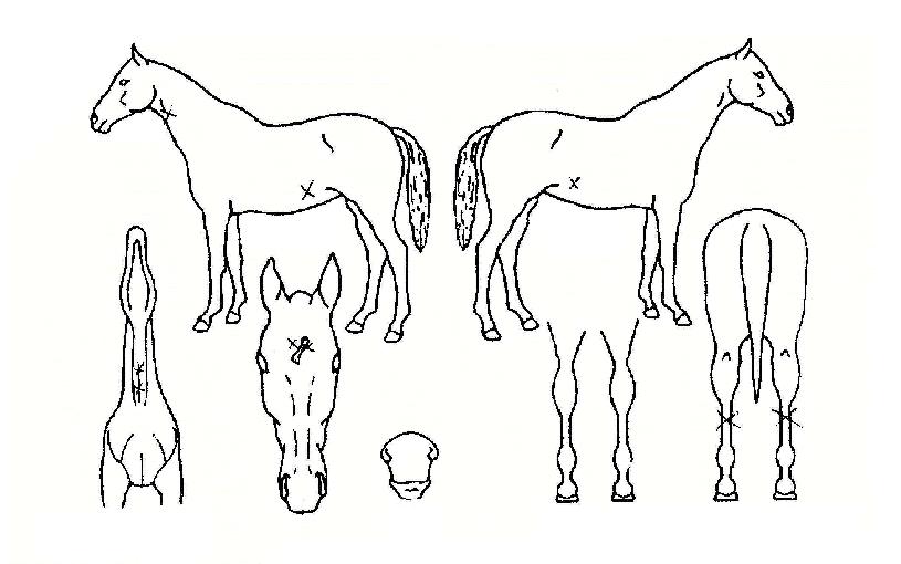 Ʈ���̹̽�Ƽ�ڸ��� ����,���,�޸�,�λ�,�ٸ��� Ư¡����