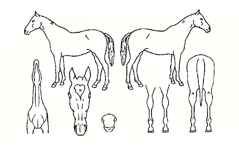 ���������� ����,���,�޸�,�λ�,�ٸ��� Ư¡����