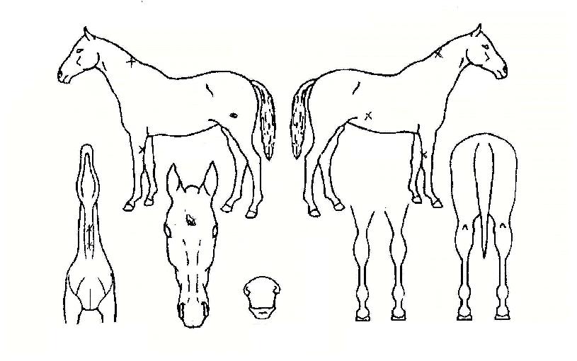 ´ºÆ÷¸¦¸®ÀÇ Ãø¸é,¿ì¸é,µÞ¸é,µÎ»ó,´Ù¸®ÀÇ Æ¯Â¡µµÇØ