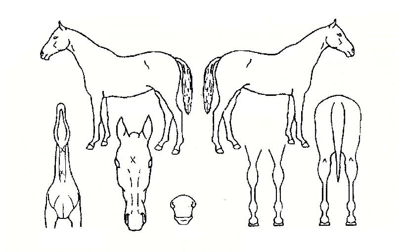 Ǯ���� ����,���,�޸�,�λ�,�ٸ��� Ư¡����