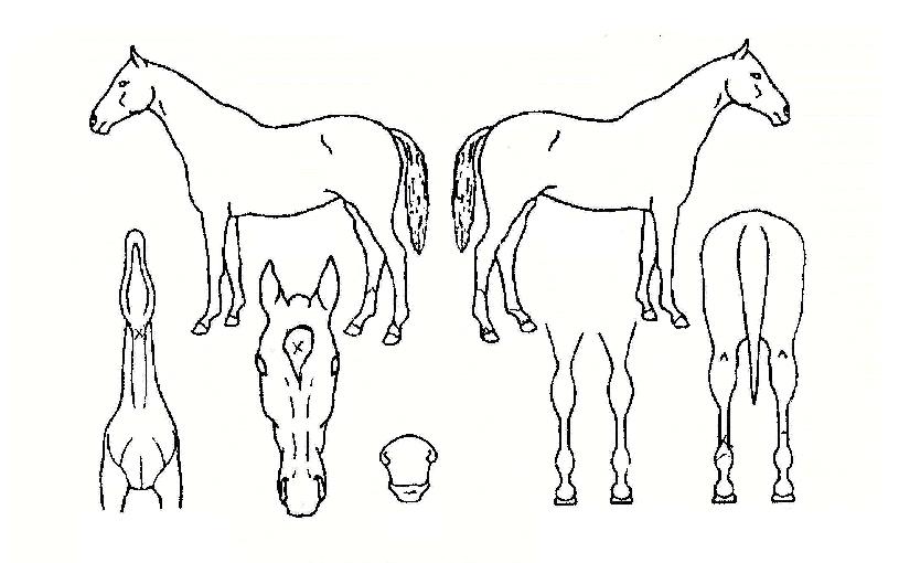 ¿ì½Â±â¿îÀÇ Ãø¸é,¿ì¸é,µÞ¸é,µÎ»ó,´Ù¸®ÀÇ Æ¯Â¡µµÇØ