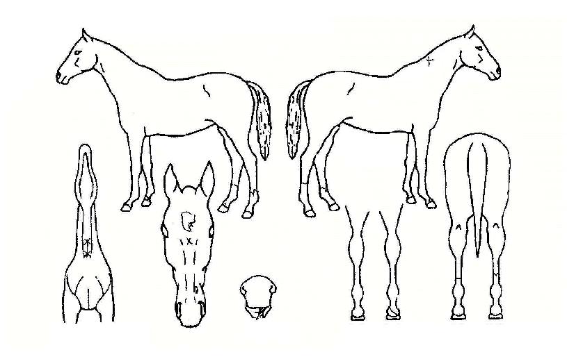 ޶ó¿À¼ºÀÇ Ãø¸é,¿ì¸é,µÞ¸é,µÎ»ó,´Ù¸®ÀÇ Æ¯Â¡µµÇØ