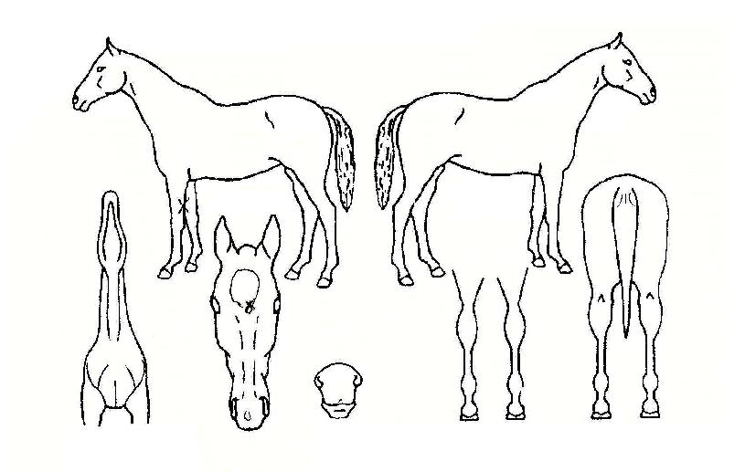 Ž������ ����,���,�޸�,�λ�,�ٸ��� Ư¡����