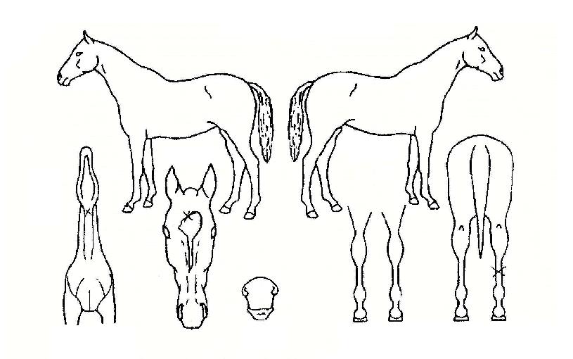 dz¿î±¤ÀåÀÇ Ãø¸é,¿ì¸é,µÞ¸é,µÎ»ó,´Ù¸®ÀÇ Æ¯Â¡µµÇØ