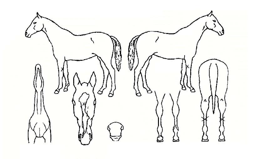 ޶óƼĸÀÇ Ãø¸é,¿ì¸é,µÞ¸é,µÎ»ó,´Ù¸®ÀÇ Æ¯Â¡µµÇØ