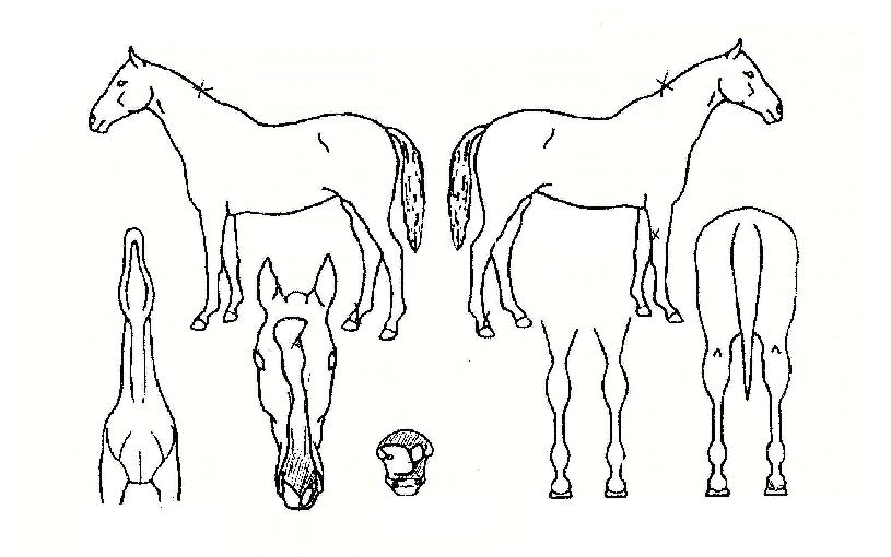 Àü½Â¹«ÆÐÀÇ Ãø¸é,¿ì¸é,µÞ¸é,µÎ»ó,´Ù¸®ÀÇ Æ¯Â¡µµÇØ