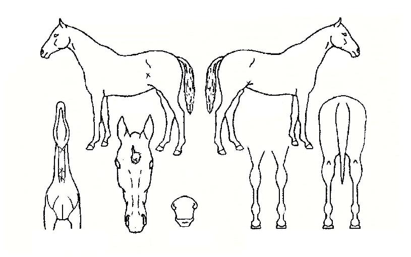 ¼¶ó¹ú¿©¿ÕÀÇ Ãø¸é,¿ì¸é,µÞ¸é,µÎ»ó,´Ù¸®ÀÇ Æ¯Â¡µµÇØ