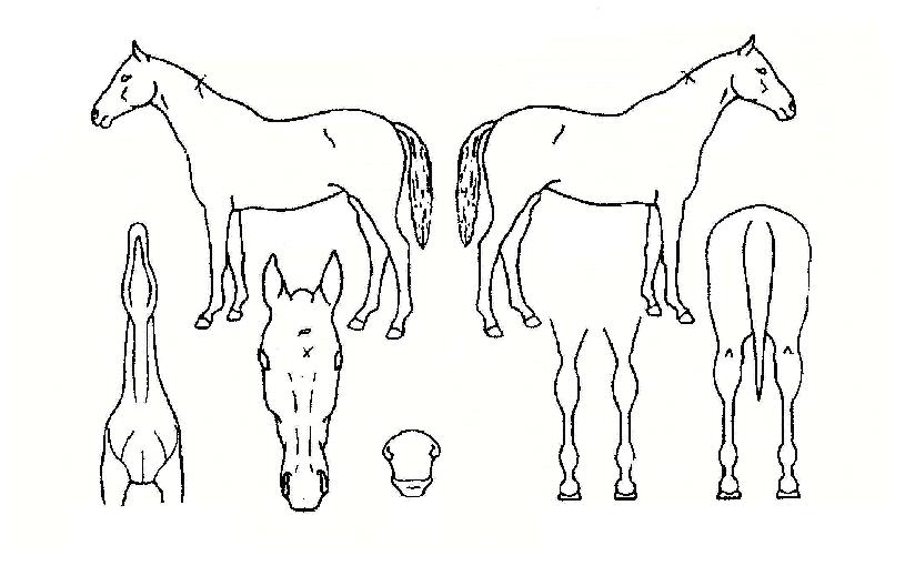 ��Ǵ��� ����,���,�޸�,�λ�,�ٸ��� Ư¡����