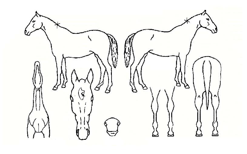 ���õ���� ����,���,�޸�,�λ�,�ٸ��� Ư¡����