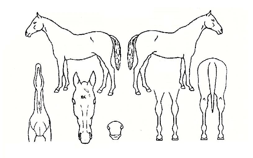 ���̴׽����� ����,���,�޸�,�λ�,�ٸ��� Ư¡����