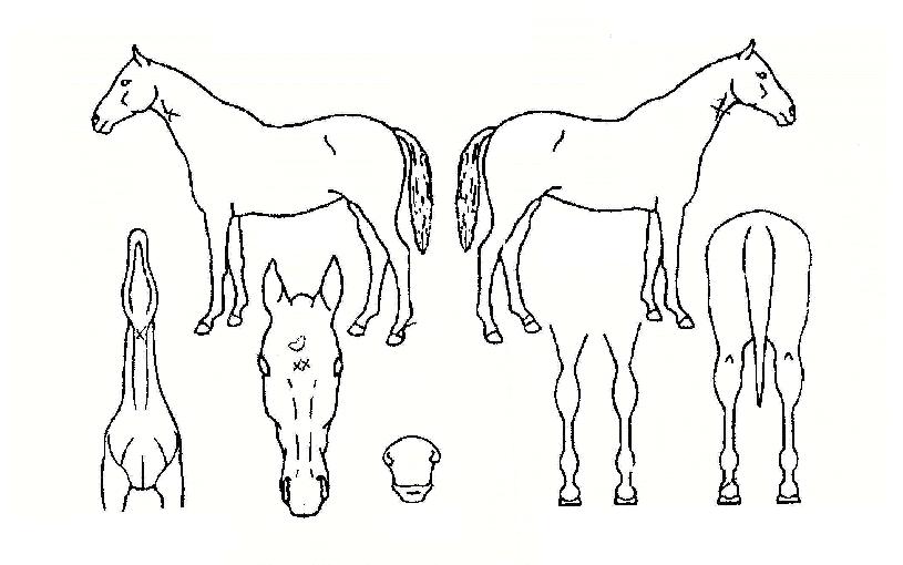 ��󰡹븮�� ����,���,�޸�,�λ�,�ٸ��� Ư¡����