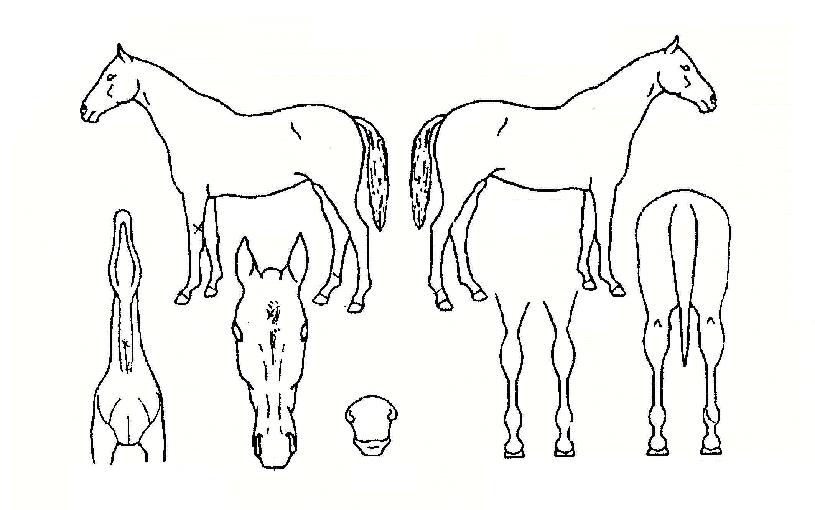 ºê·»Æ®°ÀÚÀÇ Ãø¸é,¿ì¸é,µÞ¸é,µÎ»ó,´Ù¸®ÀÇ Æ¯Â¡µµÇØ