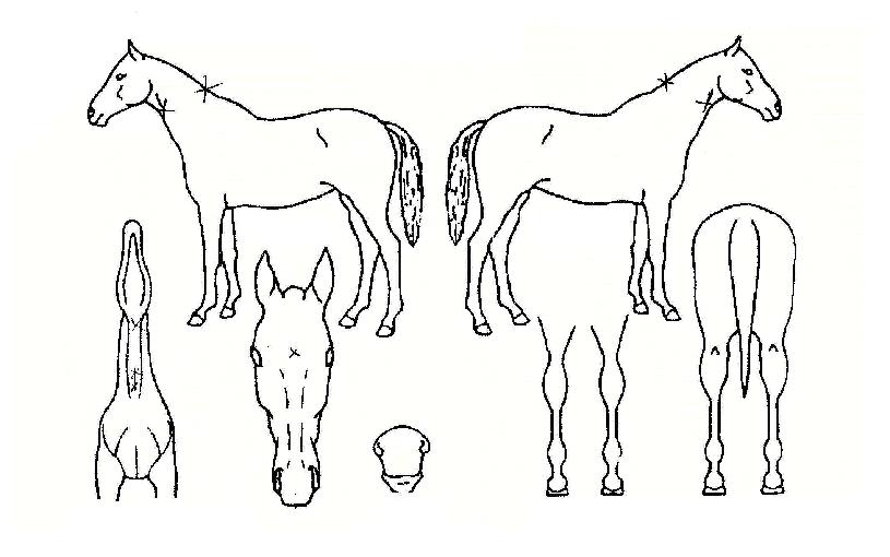 ����Ʈ���̽��� ����,���,�޸�,�λ�,�ٸ��� Ư¡����