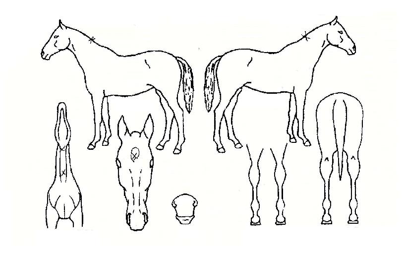 µð¾î·£µåÀÇ Ãø¸é,¿ì¸é,µÞ¸é,µÎ»ó,´Ù¸®ÀÇ Æ¯Â¡µµÇØ