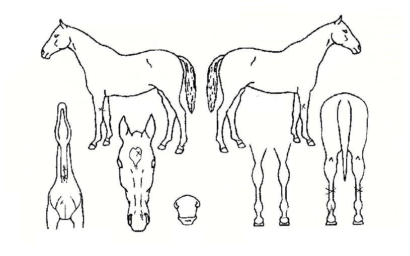 ��������� ����,���,�޸�,�λ�,�ٸ��� Ư¡����