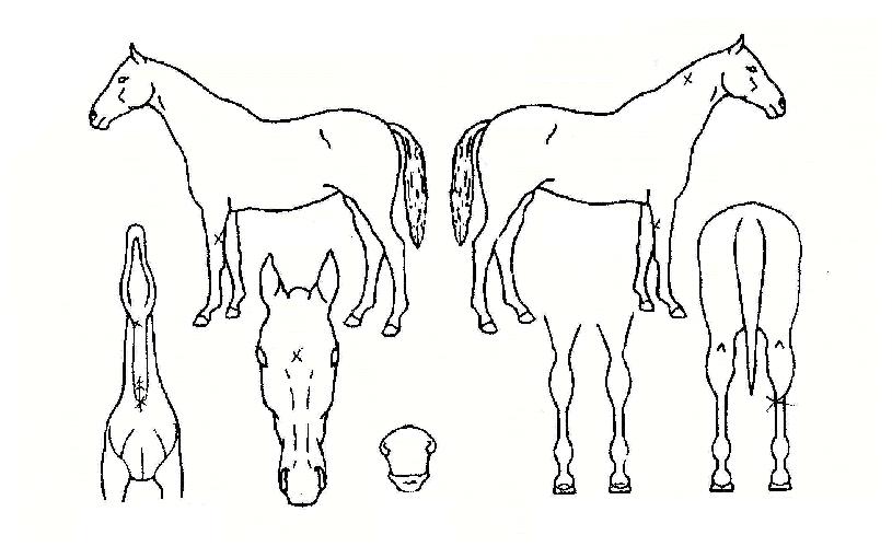 Çà¿îÀǸ¸³²ÀÇ Ãø¸é,¿ì¸é,µÞ¸é,µÎ»ó,´Ù¸®ÀÇ Æ¯Â¡µµÇØ