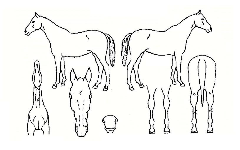 õ���ʰ��� ����,���,�޸�,�λ�,�ٸ��� Ư¡����