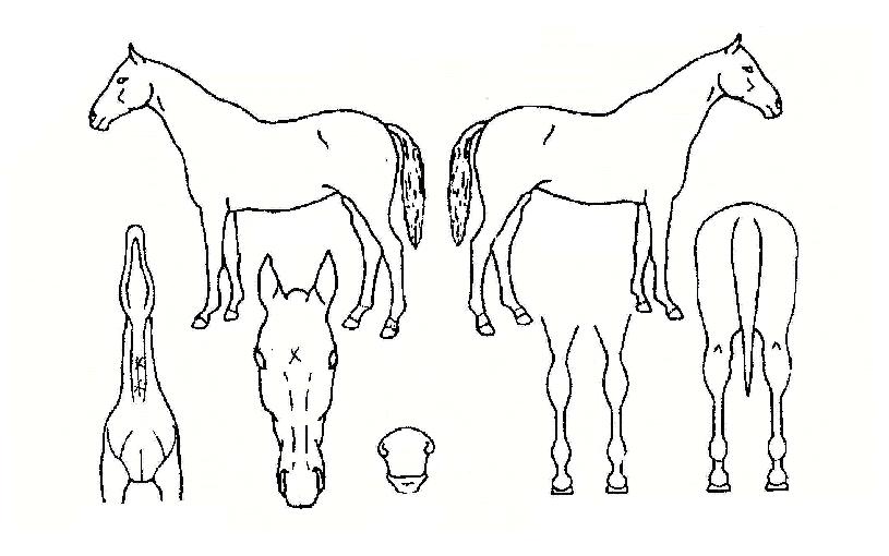 ÇØ¾Ï¸íÀåÀÇ Ãø¸é,¿ì¸é,µÞ¸é,µÎ»ó,´Ù¸®ÀÇ Æ¯Â¡µµÇØ