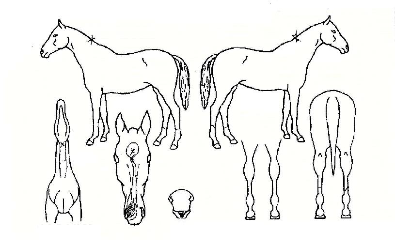 ºí·çü¸®ÀÇ Ãø¸é,¿ì¸é,µÞ¸é,µÎ»ó,´Ù¸®ÀÇ Æ¯Â¡µµÇØ