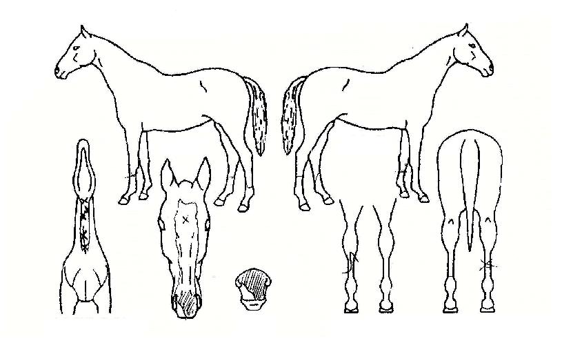 ü��Ű�轺�� ����,���,�޸�,�λ�,�ٸ��� Ư¡����