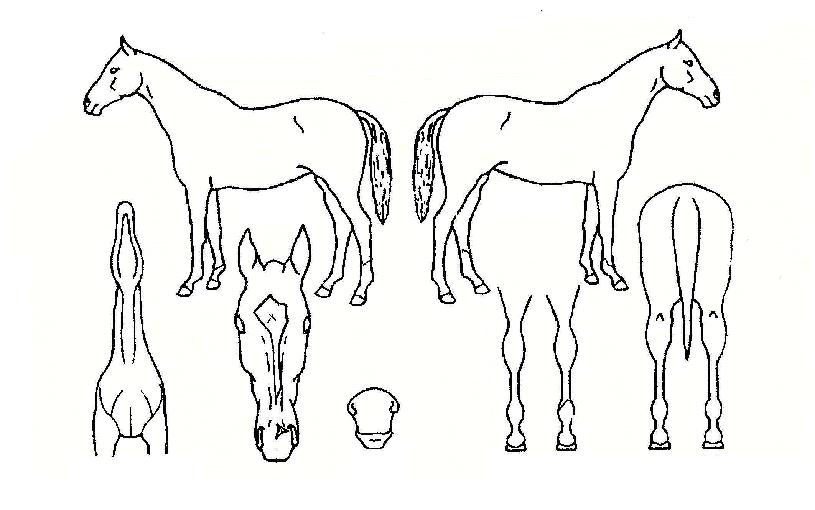 Çø®Æ®º¸ÀÌÀÇ Ãø¸é,¿ì¸é,µÞ¸é,µÎ»ó,´Ù¸®ÀÇ Æ¯Â¡µµÇØ