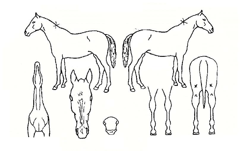 ÇÏÀÌÀ£ÀÇ Ãø¸é,¿ì¸é,µÞ¸é,µÎ»ó,´Ù¸®ÀÇ Æ¯Â¡µµÇØ