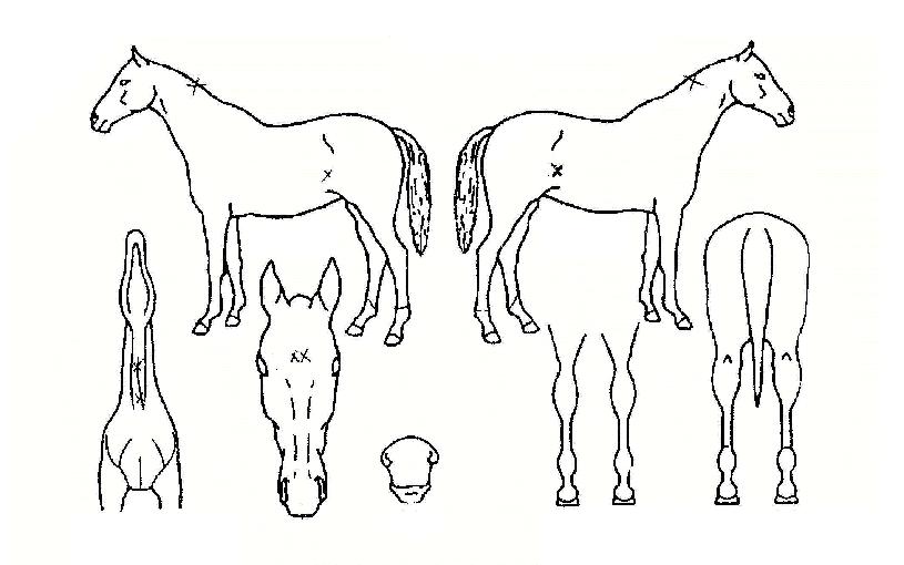 �½��屸�� ����,���,�޸�,�λ�,�ٸ��� Ư¡����