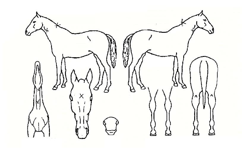 �뺸�� ����,���,�޸�,�λ�,�ٸ��� Ư¡����