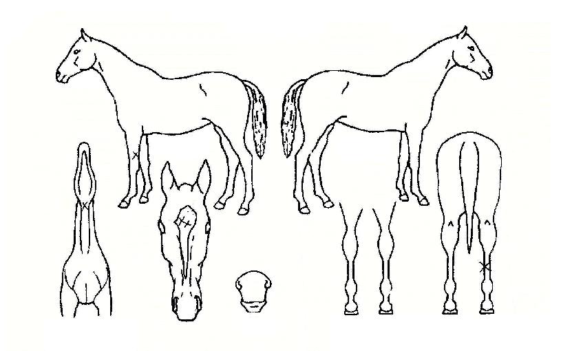 ī������ ����,���,�޸�,�λ�,�ٸ��� Ư¡����