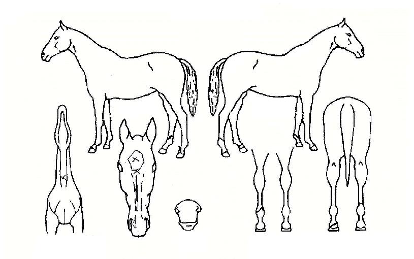 ¸¶À½ÀǺûÀÇ Ãø¸é,¿ì¸é,µÞ¸é,µÎ»ó,´Ù¸®ÀÇ Æ¯Â¡µµÇØ