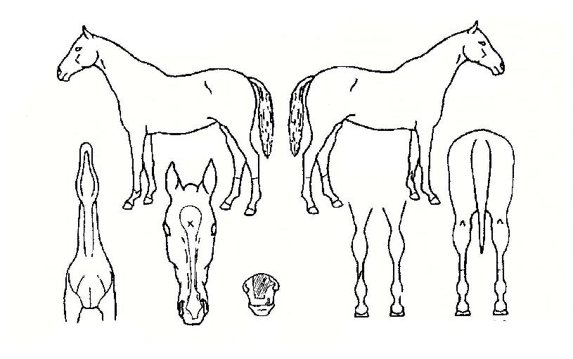 �ٶ��������� ����,���,�޸�,�λ�,�ٸ��� Ư¡����