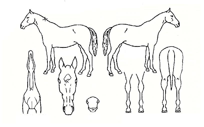 �ϴ÷����� ����,���,�޸�,�λ�,�ٸ��� Ư¡����