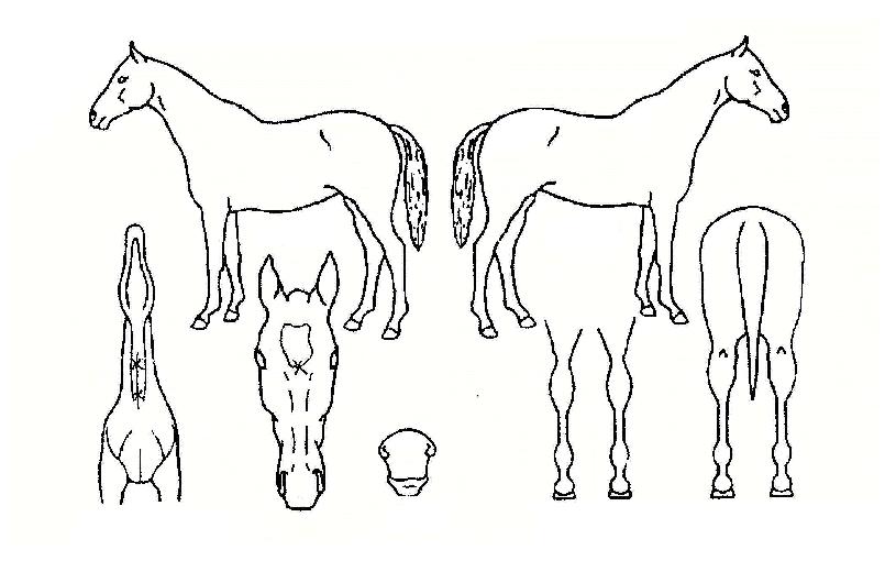 ��μ��� ����,���,�޸�,�λ�,�ٸ��� Ư¡����