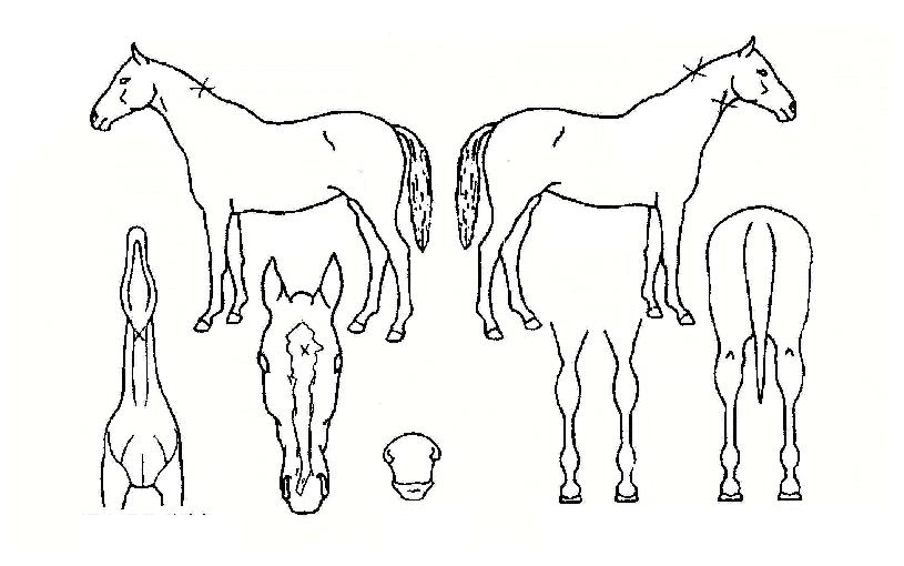 �Ƿ�ü�� ����,���,�޸�,�λ�,�ٸ��� Ư¡����