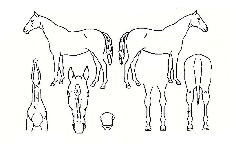 ���־���� ����,���,�޸�,�λ�,�ٸ��� Ư¡����