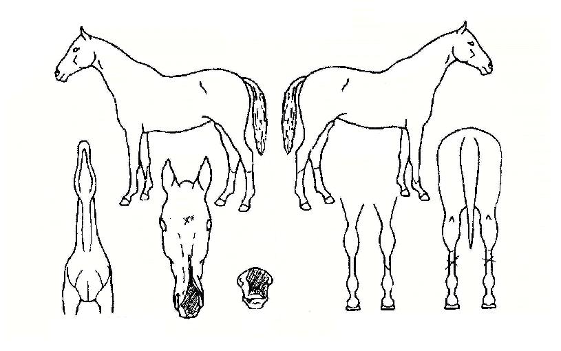 »õº®±â¿îÀÇ Ãø¸é,¿ì¸é,µÞ¸é,µÎ»ó,´Ù¸®ÀÇ Æ¯Â¡µµÇØ