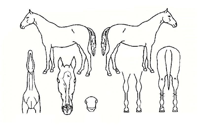 À¯´Ï¹ö½ºµå¸²ÀÇ Ãø¸é,¿ì¸é,µÞ¸é,µÎ»ó,´Ù¸®ÀÇ Æ¯Â¡µµÇØ