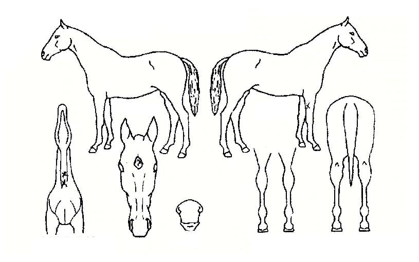 »þ¸¶½´ÀÇ Ãø¸é,¿ì¸é,µÞ¸é,µÎ»ó,´Ù¸®ÀÇ Æ¯Â¡µµÇØ