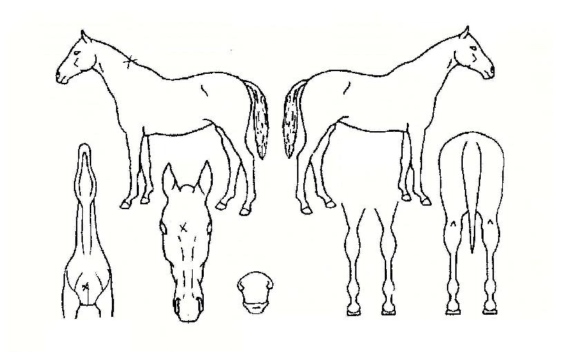 ºäƼǮÇÈÃÄÀÇ Ãø¸é,¿ì¸é,µÞ¸é,µÎ»ó,´Ù¸®ÀÇ Æ¯Â¡µµÇØ