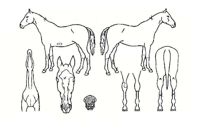 ����帲�� ����,���,�޸�,�λ�,�ٸ��� Ư¡����