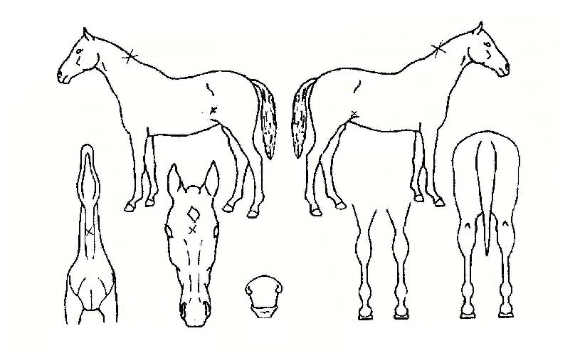 ����Ӵ��� ����,���,�޸�,�λ�,�ٸ��� Ư¡����