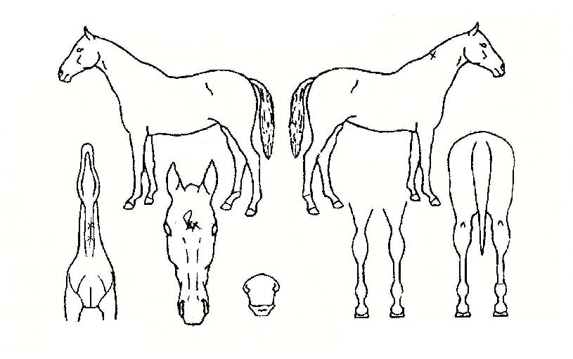 »þ¸»ÀÚ¸¶ÀÇ Ãø¸é,¿ì¸é,µÞ¸é,µÎ»ó,´Ù¸®ÀÇ Æ¯Â¡µµÇØ