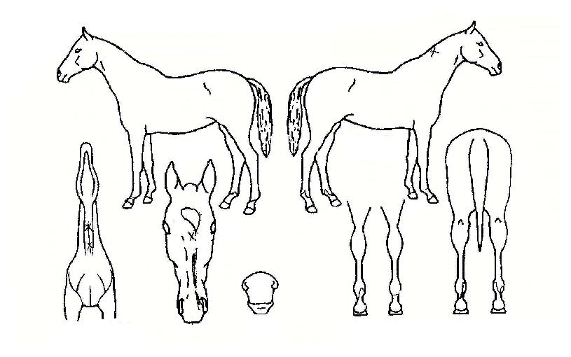 ·Î¿Æ®·ÎÇÇÀÇ Ãø¸é,¿ì¸é,µÞ¸é,µÎ»ó,´Ù¸®ÀÇ Æ¯Â¡µµÇØ