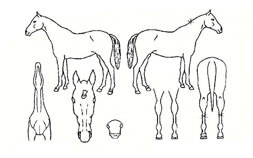 ������帲�ڸ��� ����,���,�޸�,�λ�,�ٸ��� Ư¡����